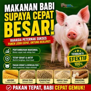makanan babi supaya cepat besar image